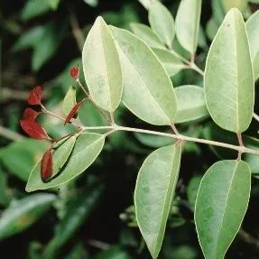 thumbnail for publication: Eugenia axillaris White Stopper